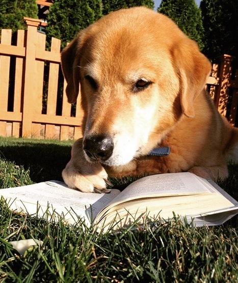 It doesn't get any better than a dog with a book!